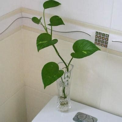 土 名字 廁所可以放什麼植物